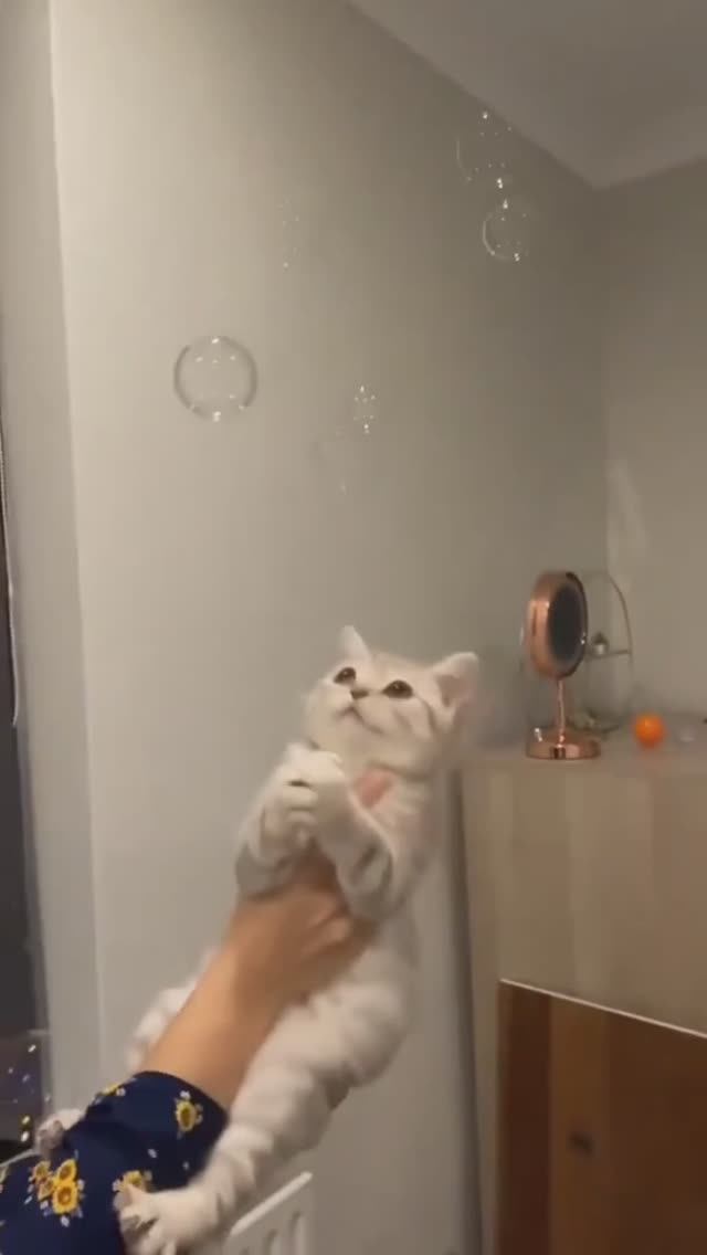 🐈 котя
