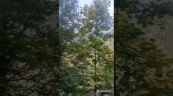 АБХАЗИЯ. ОЗЕРО РИЦА. ВОСТОРГУ НЕТ ПРЕДЕЛА