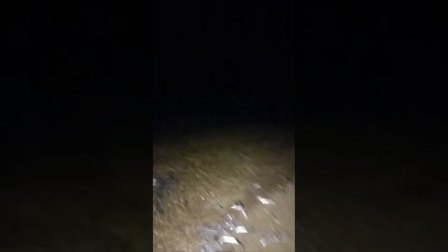 Мойва завалила берег в Приморье!