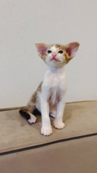 Ориентальные котята. Продажа. Девочки.