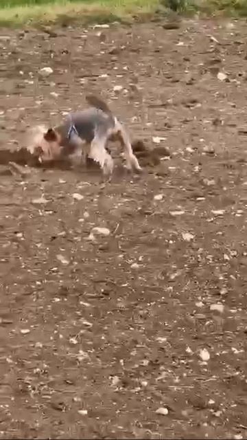 1000067423.mp4