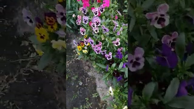 лето 21.mp4