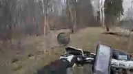 По лесу 42