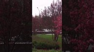 Красива весной