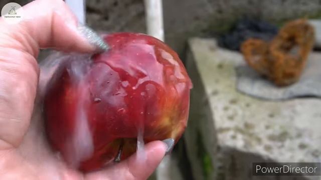 Շամշադինի Համը