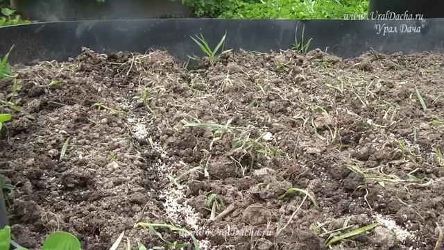 КАК ПОВЫСИТЬ ПЛОДОРОДИЕ ЗЕМЛИ / ПОЧВЫ. Как начать не копать землю #дача #огород #почва