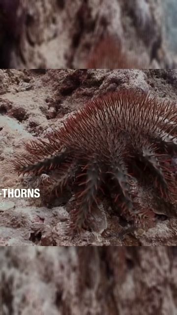 Тайна морского дна: как эти существа охотятся на устриц с помощью крошечных ножек