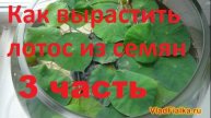 Как вырастить лотос из семян - 3