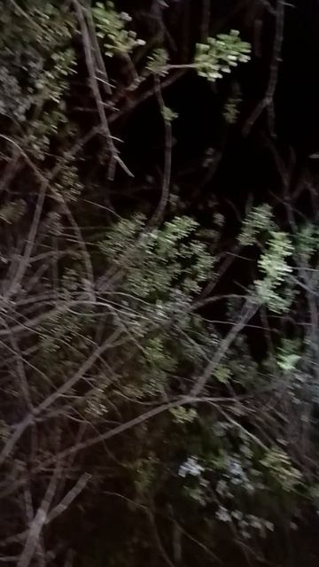 1000602104.mp4