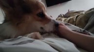 Почесушки за ушками такие кайфушки ррафф