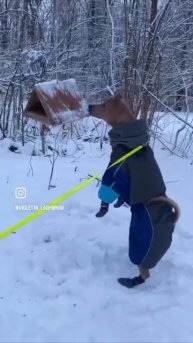 Тюля и зимняя экотропа. Гуляем )