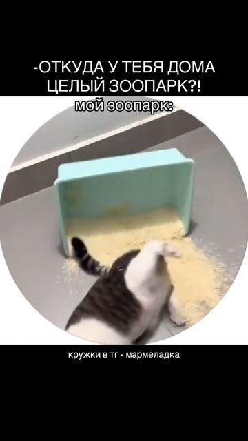 1000011085.mp4