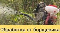 обработка от борщевика