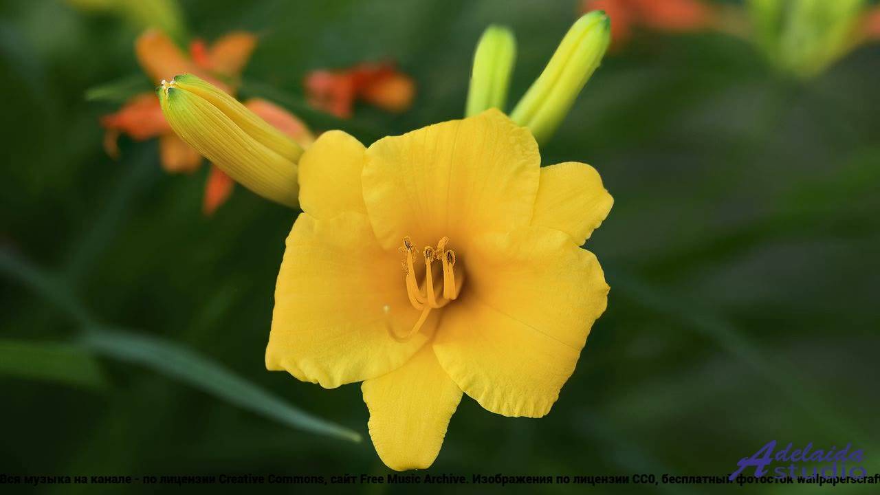 ❤ ♥ ❤ Песня, которая не надоест - Wonderfully Optimistic (Medium Version) -- BoDleasons -- Happy Mus
