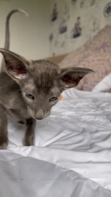 Fifth Element*Ru Iggy Pop