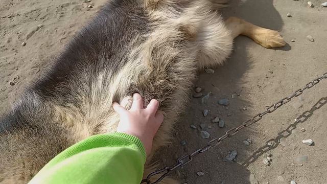 собакен