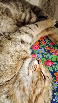 Самый тяжёлый день!😁😻 Юмор с животными.