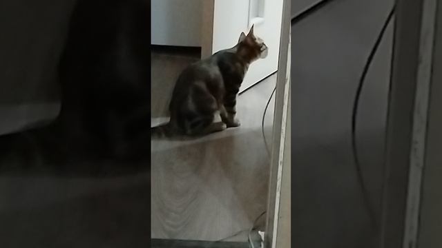 самый любопытный в семье