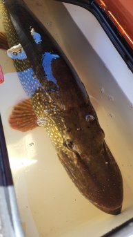 По настоящему крупных рыб...