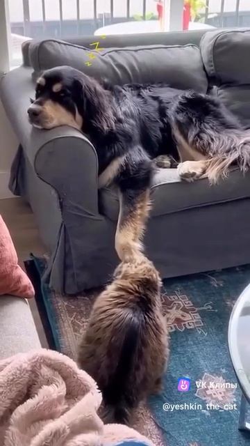 clip-183798533_456278004.mp4