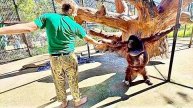 Без СМЕХА смотреть не возможно, Дана ОТОБРАЛА у Влада соску и Олег Зубков пришел на помощь)