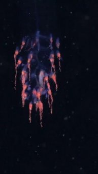 Перед вами — сифонофор