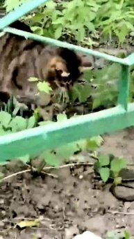 Битва кошки и змеи