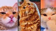 Приколы, которые взорвали Интернет. Коты и Собаки в своём репертуаре 😹 Funniest Pet Fails & Memes