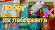 Белый хомячок убегает из лабиринта