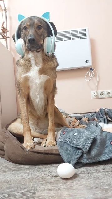 а кто сказал что моё яичко не танцует? хоп нани най най нани най, хоп нани най най нани най