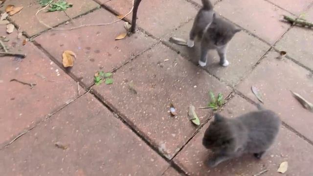 Бездомные котята пришли к дому человека (2022 год)