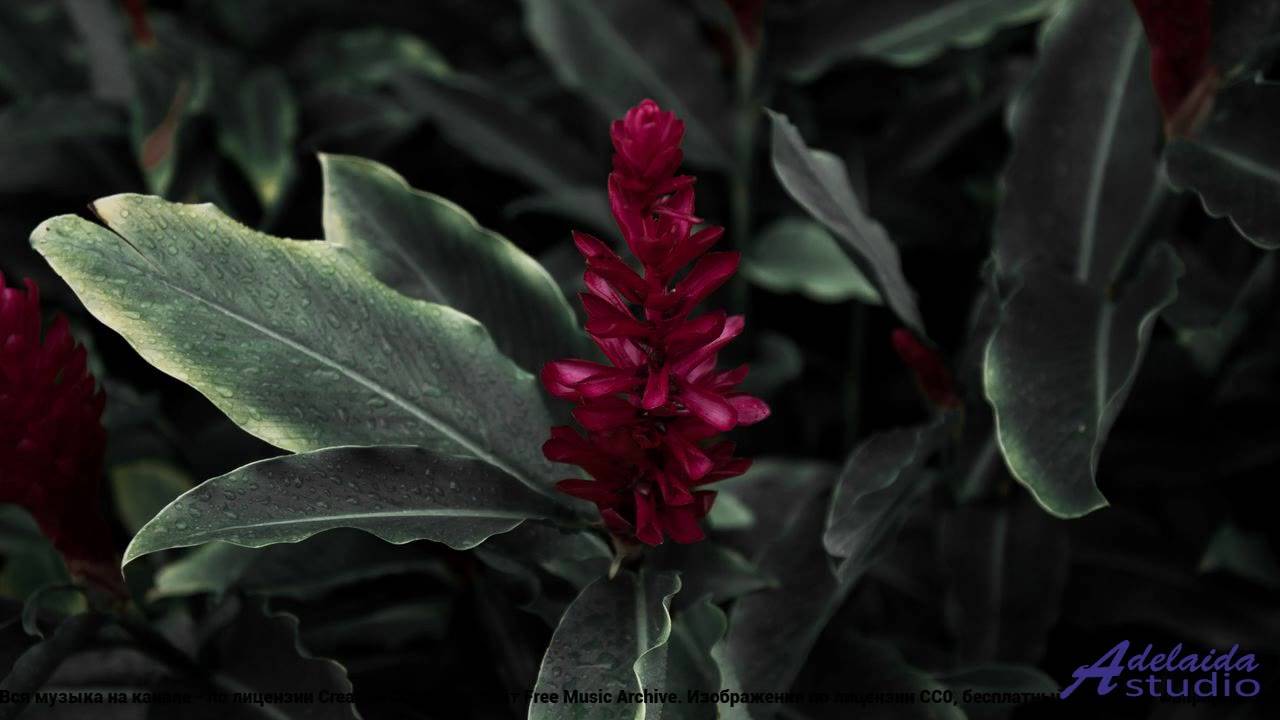 ✸ ♫ ❤ Песня, которая не надоест - The Key of Success (Short 2 Version) -- BoDleasons -- Corporate Co