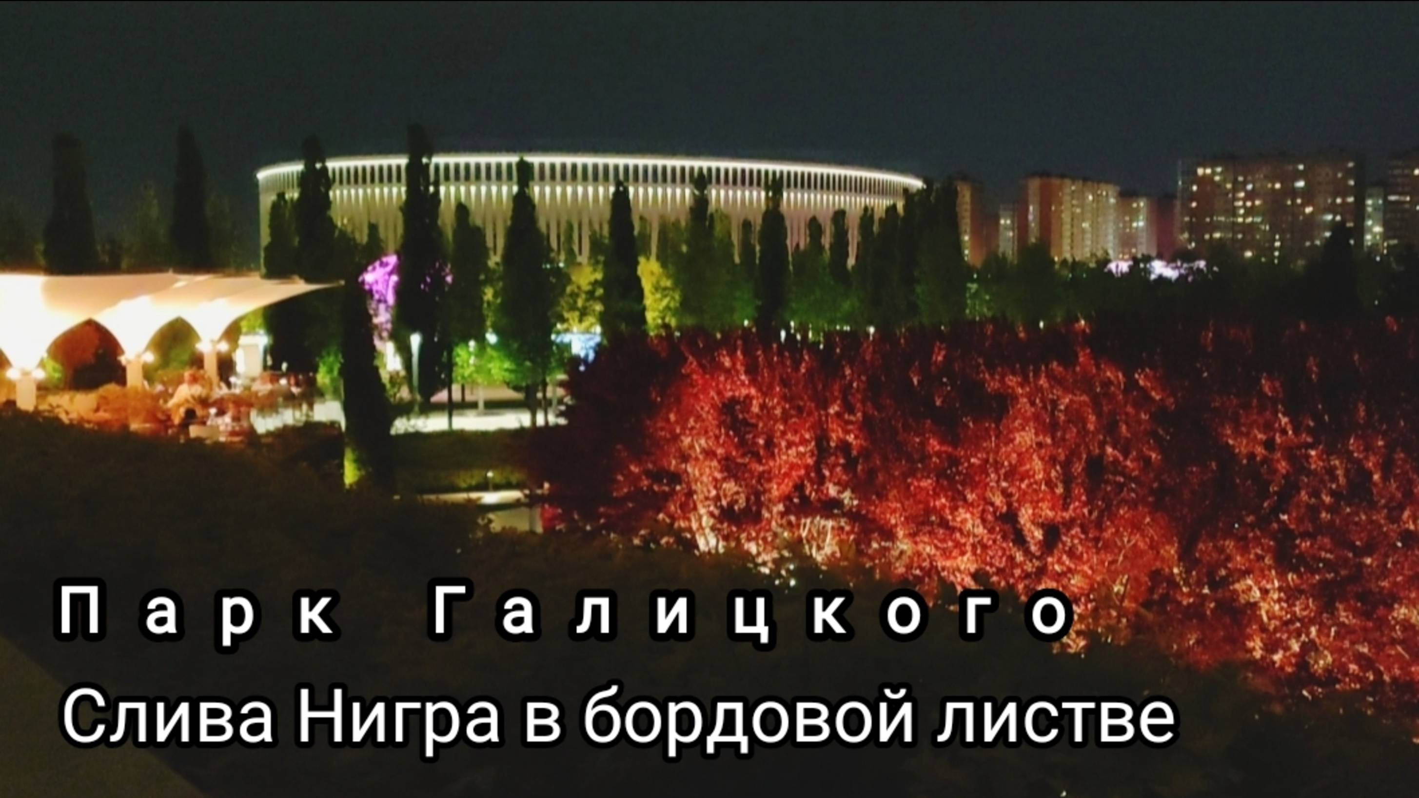 🌳А так сейчас (в мае) в парке Галицкого выглядит слива Нигра с молодой тëмно-бордовой листвой.