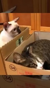 Вредные соседи... 😾