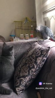 clip-183798533_456277976.mp4
