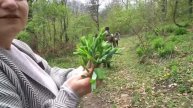 Շամշադինի Համը
