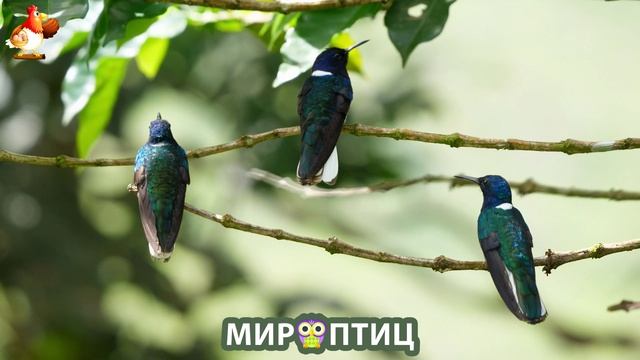 Мир птиц – красота и грация пернатых созданий Природы 🦩🦚🦜 Выпуск (86) 🦉🐦🐤