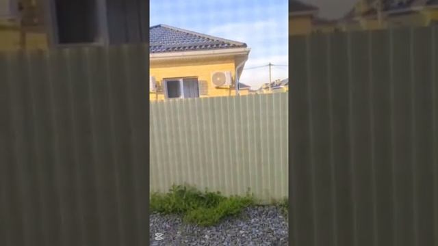 Краснодарка жалуется на соседского петуха, который будит её ни свет ни заря своим кукареканием