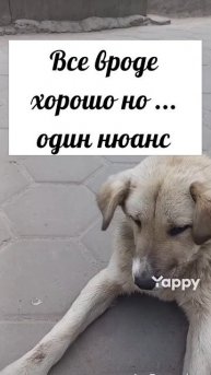 🙈🤣 #поросеночек #булли #собакадругчеловека #любимаясобака #животные #прикол #компаньон #редкаяпоро