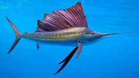 самая быстрая рыба в мире!!