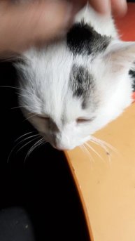 Вася снова пришёл мешать работать.