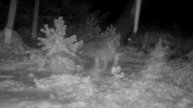 🐺🐺🐺 видео фотоловушки