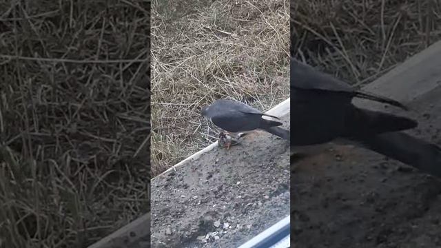 Сокол ощипывает добычу