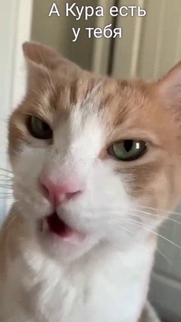 А кура есть у тебя? А??