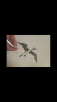 РИСОВАНИЕ ПТИЦЫ
