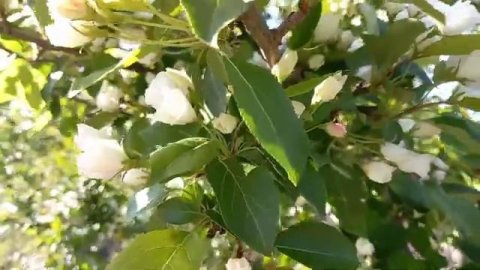 Дева Премал.Мантра Любви.Яблони