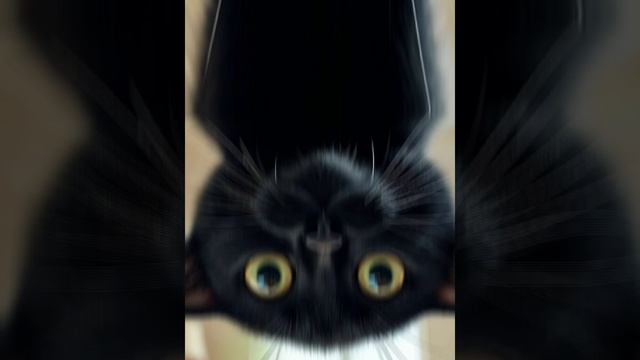 Алиса и черный кот