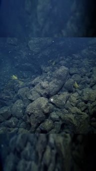 Скаты превратили морское дно в гигантский инкубатор — как они это делают?