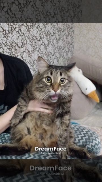 котик 😻 поет
