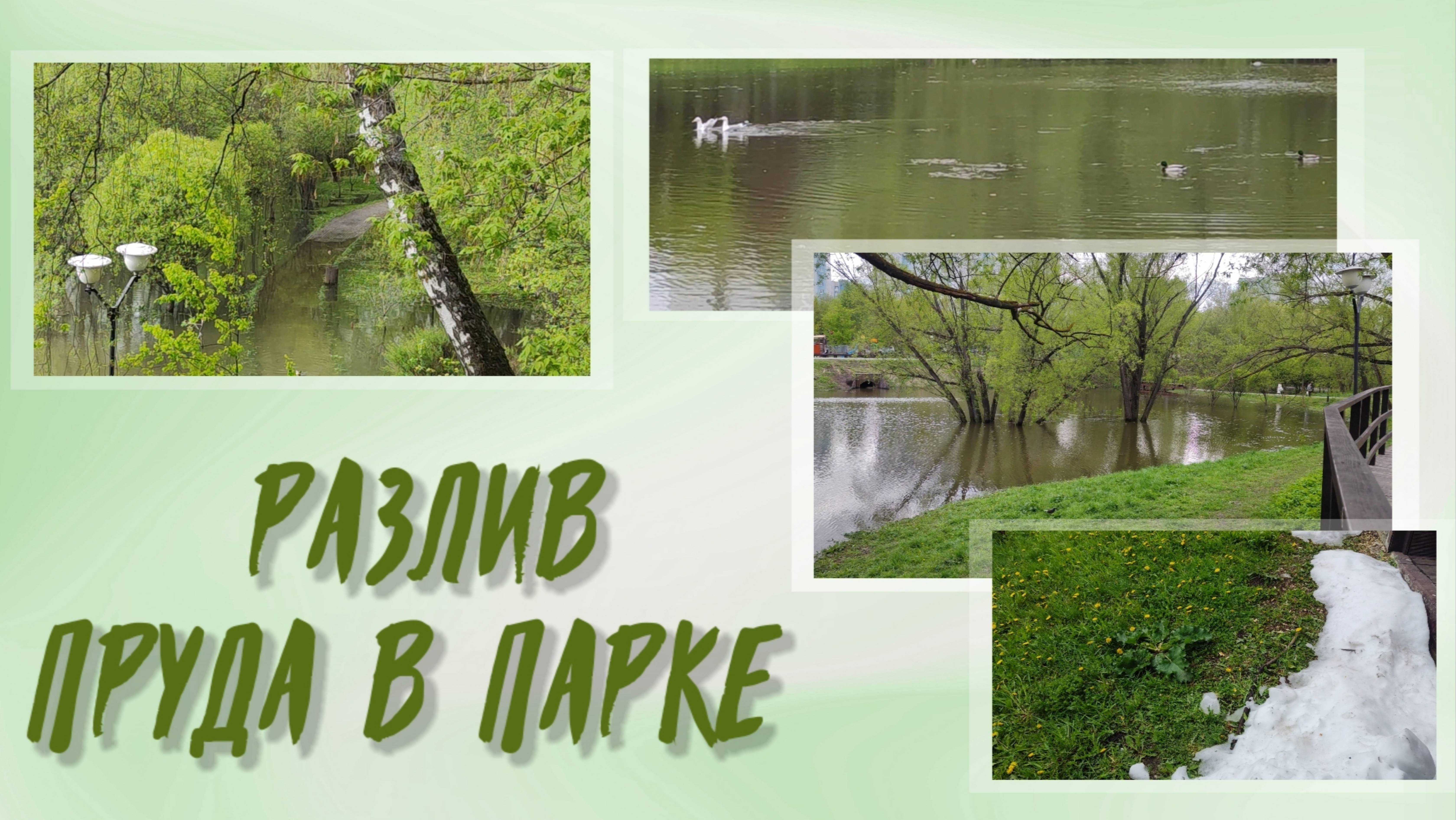 Разлив пруда в парке 3.05.2025 года.